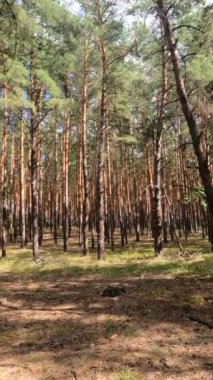 Uzun çam ağaçları olan bir ormanın dikey videosu