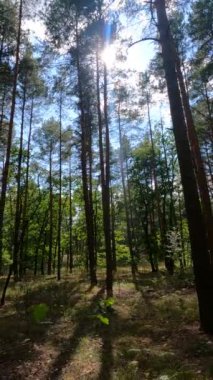 Uzun çam ağaçları olan bir ormanın dikey videosu