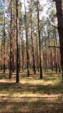 Uzun çam ağaçları olan bir ormanın dikey videosu