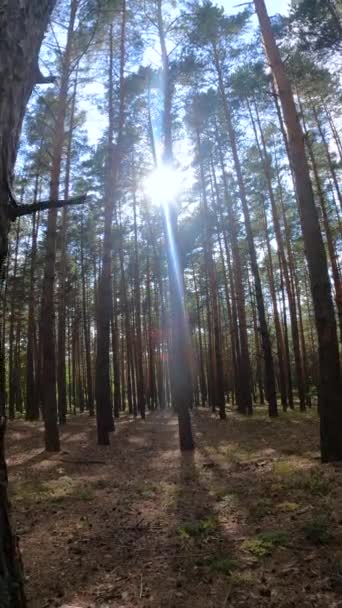 Uzun çam ağaçları olan bir ormanın dikey videosu — Stok video