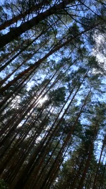 Vertical video of a forest with tall pines — стоковое видео