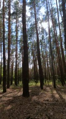 Bir yaz günü çam ağaçlı bir ormanın dikey videosu.