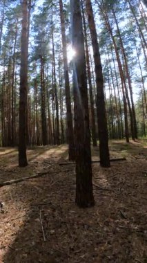 Bir yaz günü çam ağaçlı bir ormanın dikey videosu.