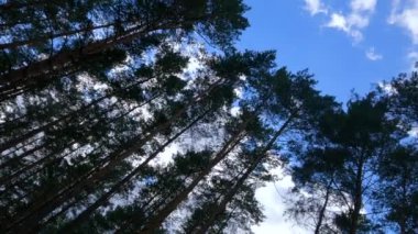 Bir yaz günü çam ağaçlı bir ormanın dikey videosu.