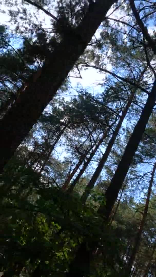 Vídeo vertical de uma floresta com pinheiros em um dia de verão — Vídeo de Stock