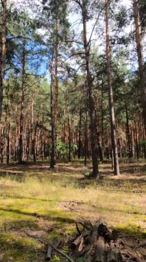 Bir yaz günü çam ağaçlı bir ormanın dikey videosu.