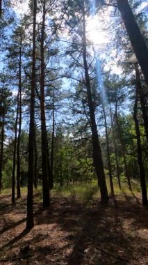 Bir yaz günü çam ağaçlı bir ormanın dikey videosu.