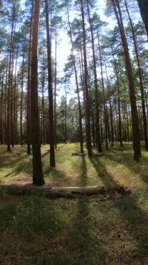 Bir yaz günü çam ağaçlı bir ormanın dikey videosu.