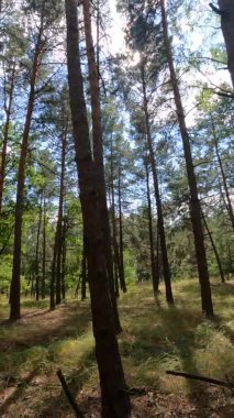 Bir yaz günü çam ağaçlı bir ormanın dikey videosu.