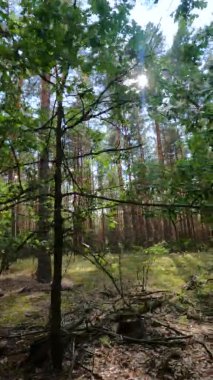 Bir yaz günü çam ağaçlı bir ormanın dikey videosu.