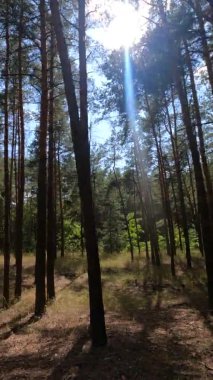 Bir yaz günü çam ağaçlı bir ormanın dikey videosu.