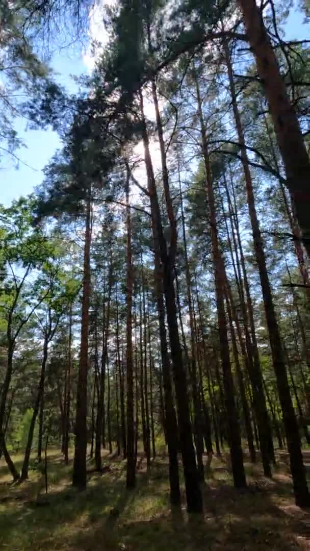 Video vertikal dari hutan dengan pohon pinus pada hari musim panas — Stok Video