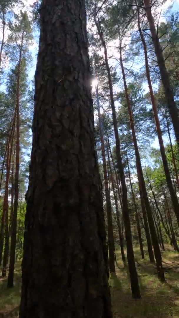 Vertikal video av en skog med tallar en sommardag — Stockvideo