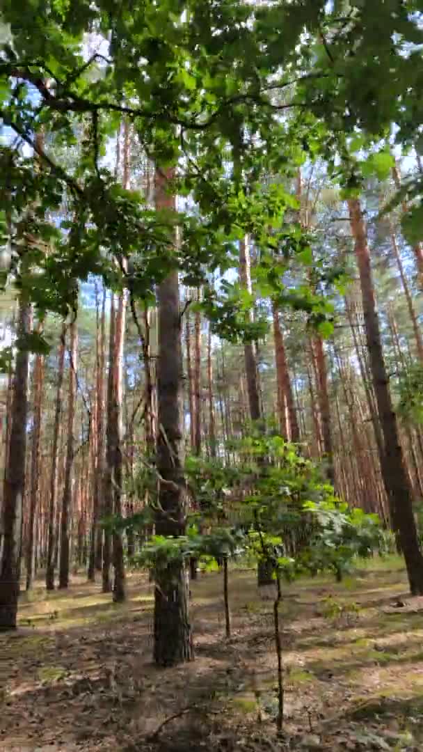 วิดีโอแนวตั้งของป่าที่มีต้นสนในวันฤดูร้อน — วีดีโอสต็อก