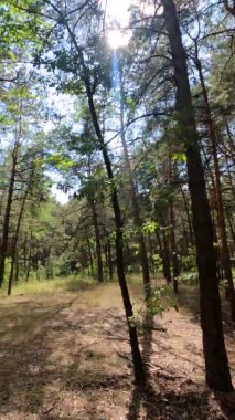 Bir yaz günü çam ağaçlı bir ormanın dikey videosu.