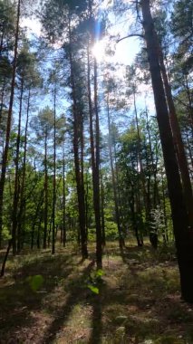 Bir yaz günü çam ağaçlı bir ormanın dikey videosu.