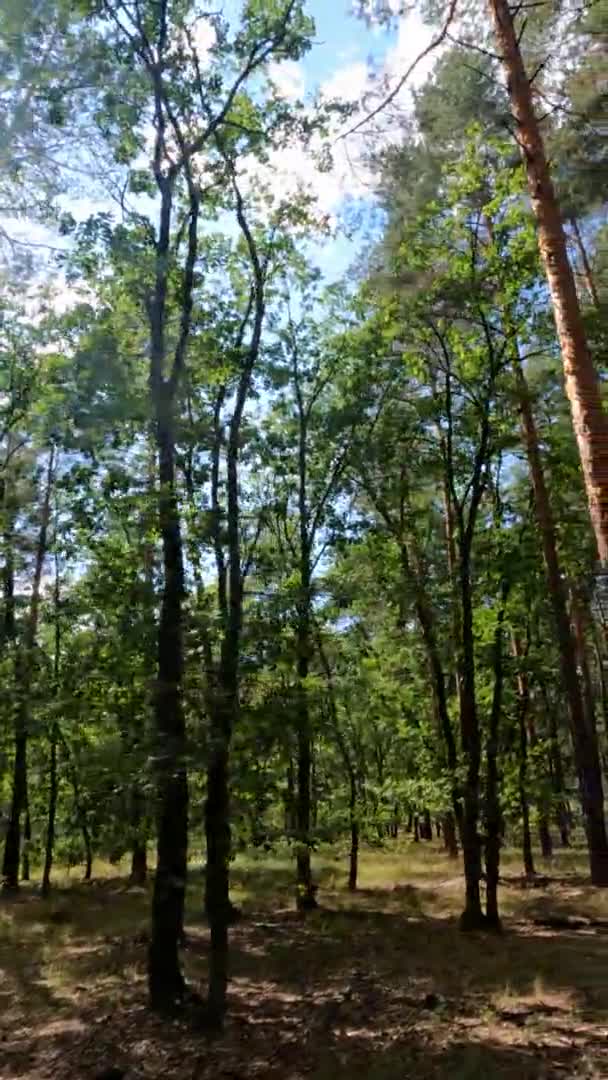 Vertical video of a forest with pine trees on a summer day — стоковое видео