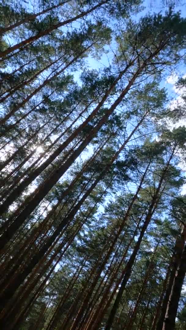 Vertical video of a forest with pine trees on a summer day — стоковое видео