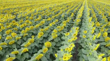 Yaz havası manzaralı ayçiçekli bir tarla