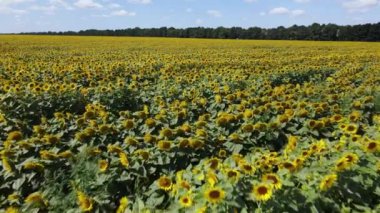 Yaz havası manzaralı ayçiçekli bir tarla