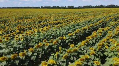 Yaz havası manzaralı ayçiçekli bir tarla