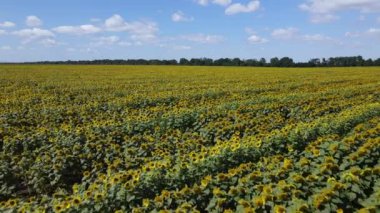 Yaz havası manzaralı ayçiçekli bir tarla