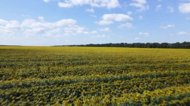Yaz havası manzaralı ayçiçekli bir tarla