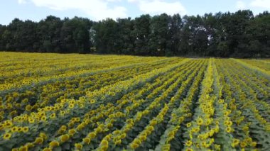 Yaz havası manzaralı ayçiçekli bir tarla