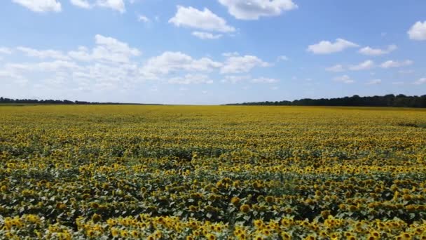 Field with sunflowers in summer aerial view — 비디오