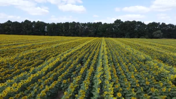 Поле з соняшниками в літньому повітрі — стокове відео