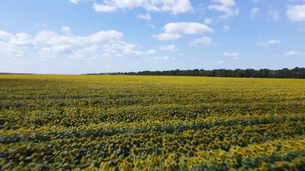 Field with sunflowers in summer aerial view — ストック動画