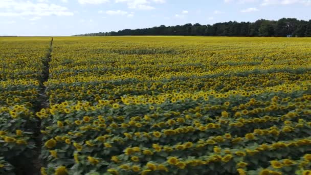 Field with sunflowers in summer aerial view — 비디오