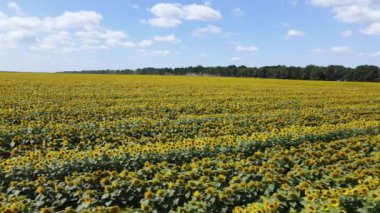 Yaz havası manzaralı ayçiçekli bir tarla