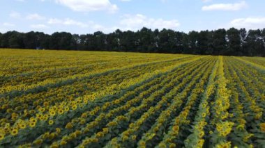 Yaz havası manzaralı ayçiçekli bir tarla