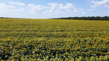 Yaz havası manzaralı ayçiçekli bir tarla