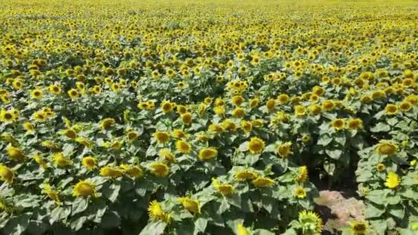 Veld met zonnebloemen in de zomer luchtfoto — Stockvideo