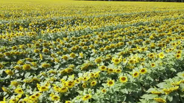 Fält med solrosor i sommar antenn utsikt — Stockvideo
