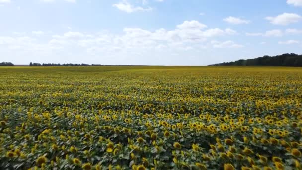 Fält med solrosor i sommar antenn utsikt — Stockvideo