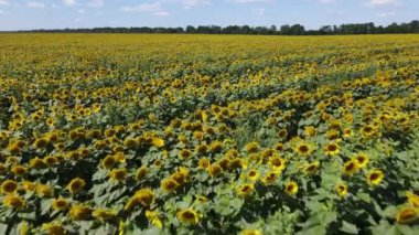 Güneşli bir yaz gününde ayçiçekleriyle dolu büyük bir tarla.