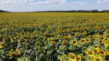 Güneşli bir yaz gününde ayçiçekleriyle dolu büyük bir tarla.