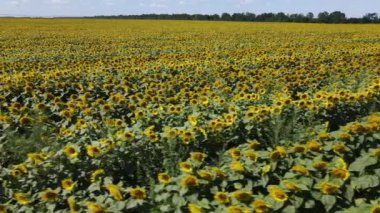 Güneşli bir yaz gününde ayçiçekleriyle dolu büyük bir tarla.