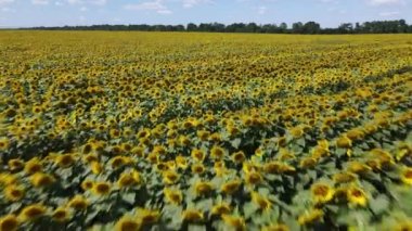 Güneşli bir yaz gününde ayçiçekleriyle dolu büyük bir tarla.