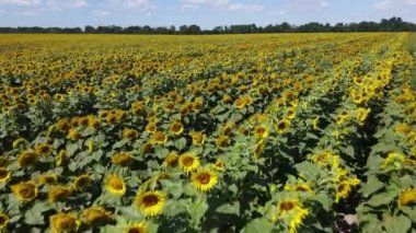 Güneşli bir yaz gününde ayçiçekleriyle dolu büyük bir tarla.