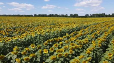 Güneşli bir yaz gününde ayçiçekleriyle dolu büyük bir tarla.