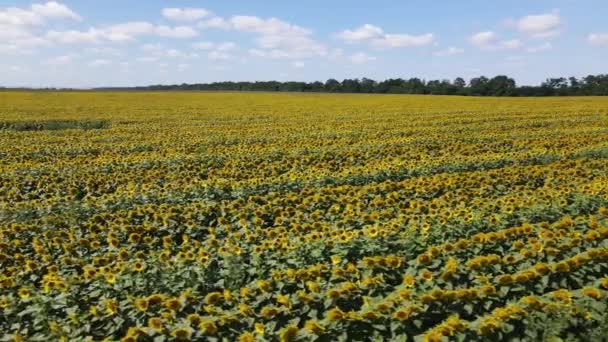 Grand champ avec tournesols par une journée ensoleillée d'été — Video