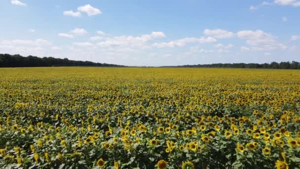 Câmp mare cu floarea-soarelui într-o zi însorită de vară — Videoclip de stoc
