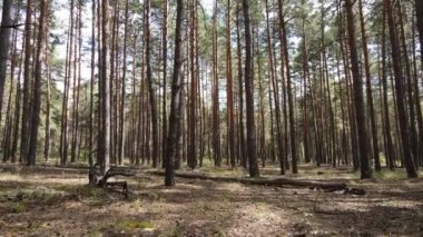 Ormanın içinde çam ağaçları olan bir manzara.