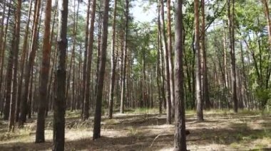 Ormanın içinde çam ağaçları olan bir manzara.