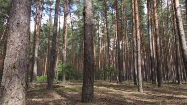 Ormanın içinde çam ağaçları olan bir manzara.