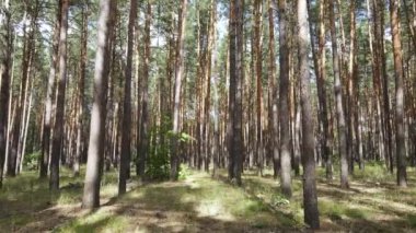 Ormanın içinde çam ağaçları olan bir manzara.